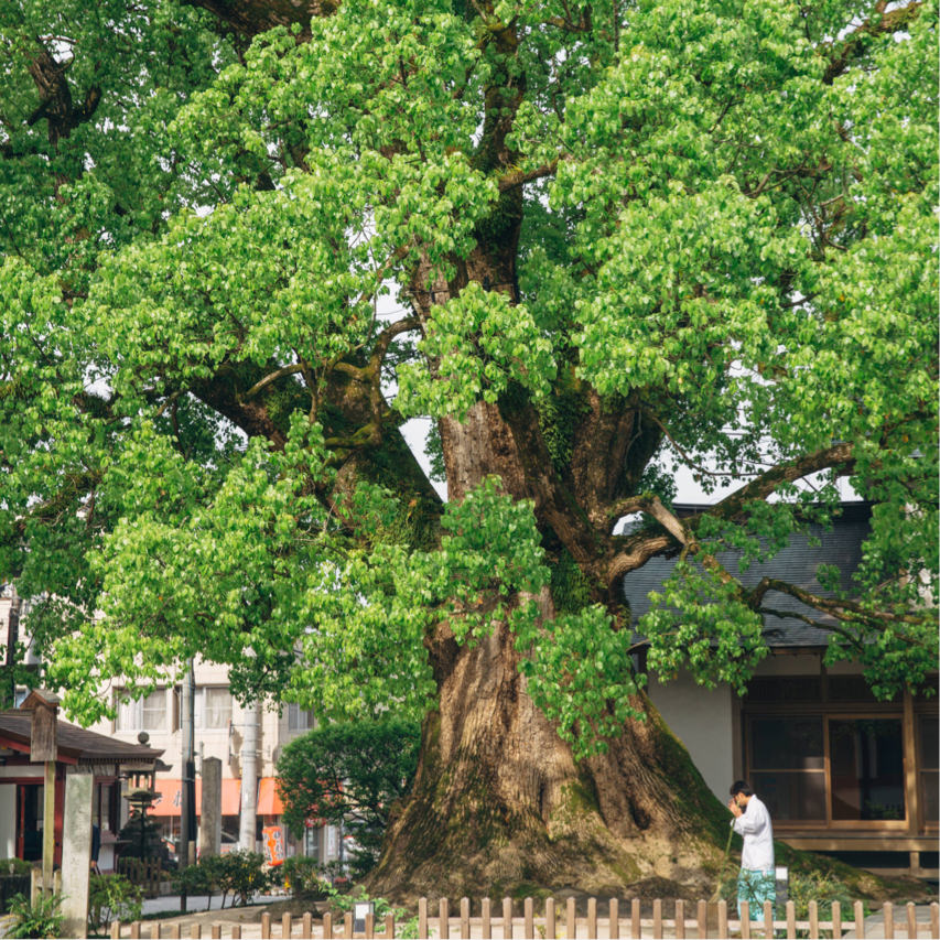 大樟