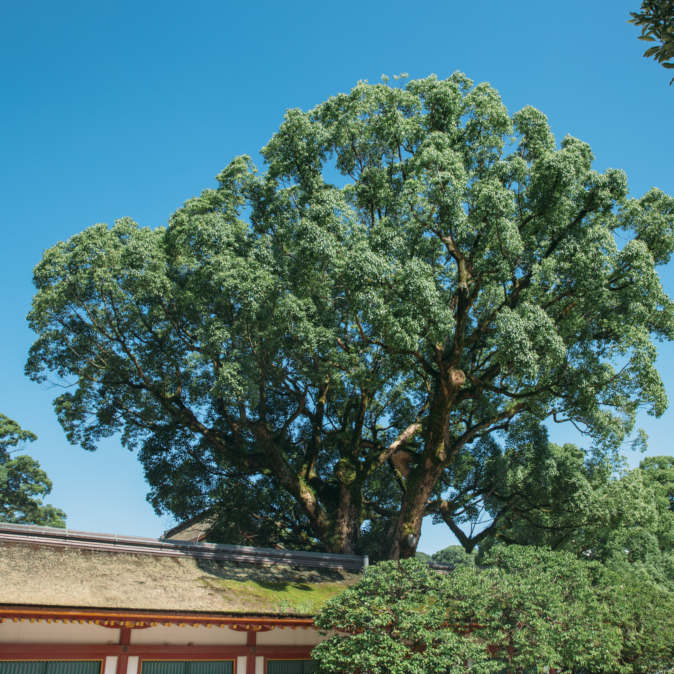 太宰府天満宮