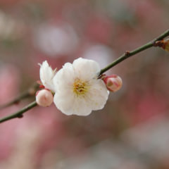 【令和７年梅の花開花情報】境内の梅は［見頃］です。