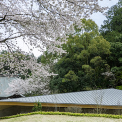 「太宰府天満宮附属祖霊殿御霊舎（それいでんみたまや）」が完成しました